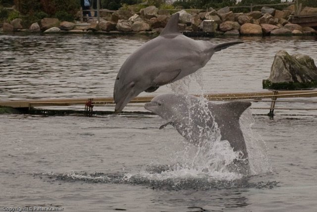 dolfijn.jpg